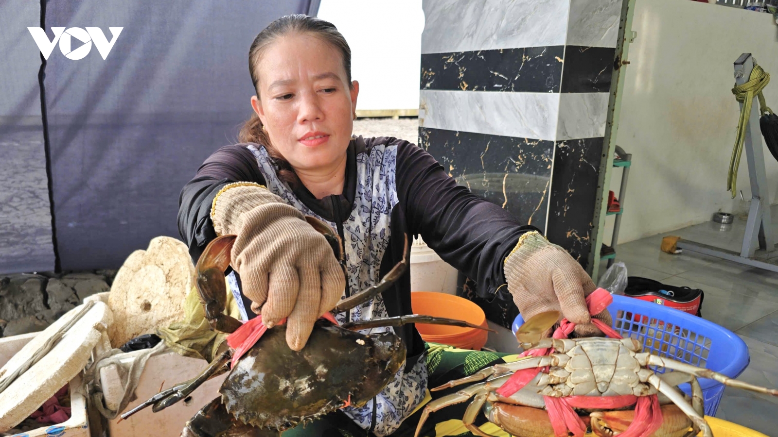 Cua Cà Mau cần được xác định nguồn gốc tại Cà Mau