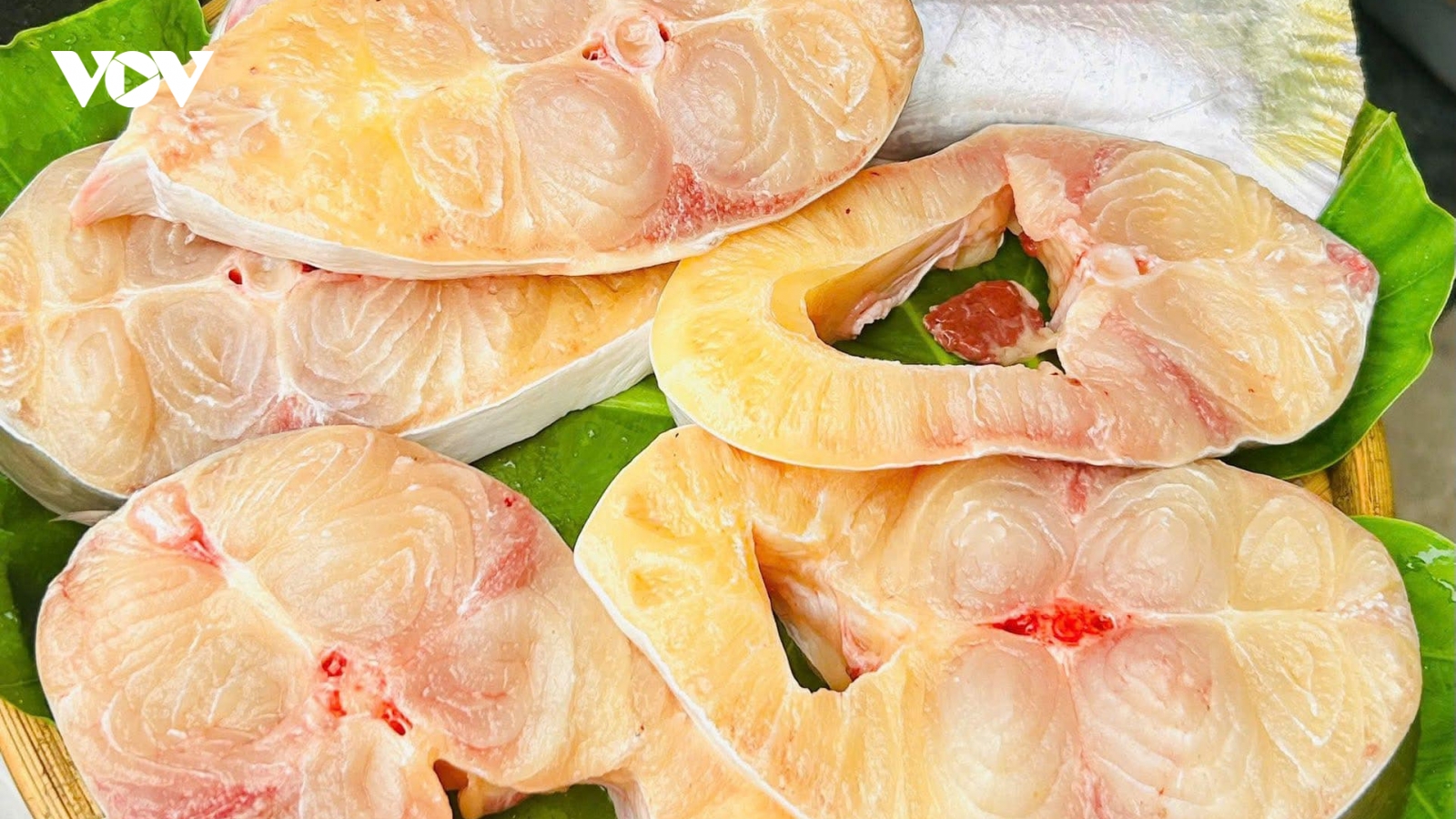 Loài cá vảy trong suốt, tên nghe như hoa giúp nông dân miền Tây “hốt bạc”
