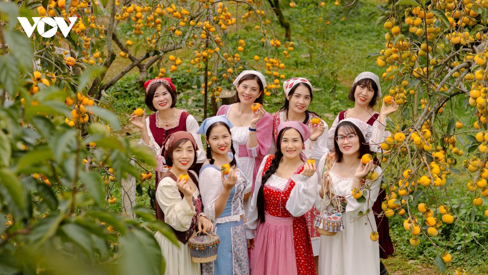 Cam, hồng nhuộm vàng cả triền đồi trên cao nguyên Mộc Châu