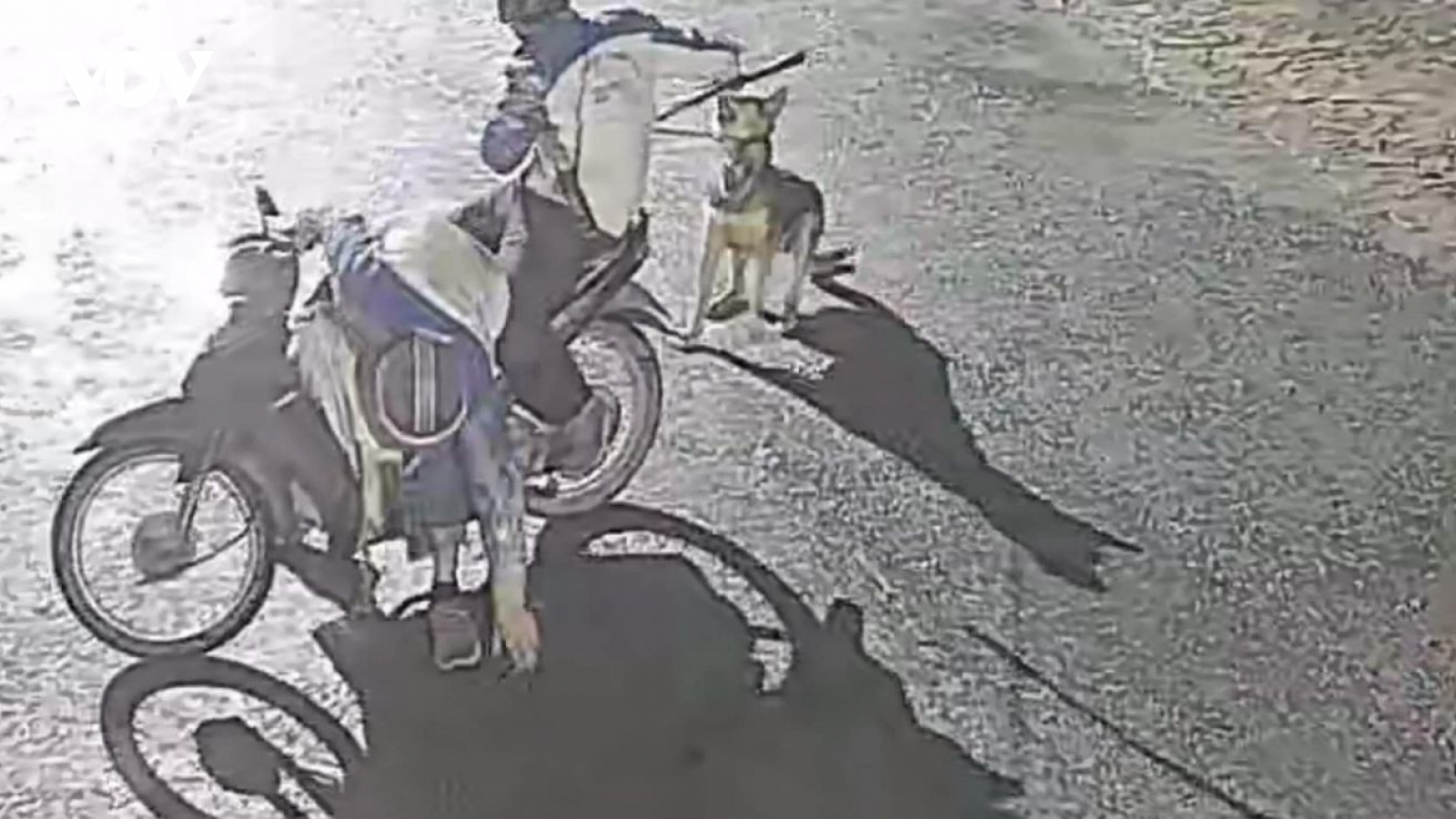 Bắt nhóm "siêu trộm chó" tại Thanh Hóa