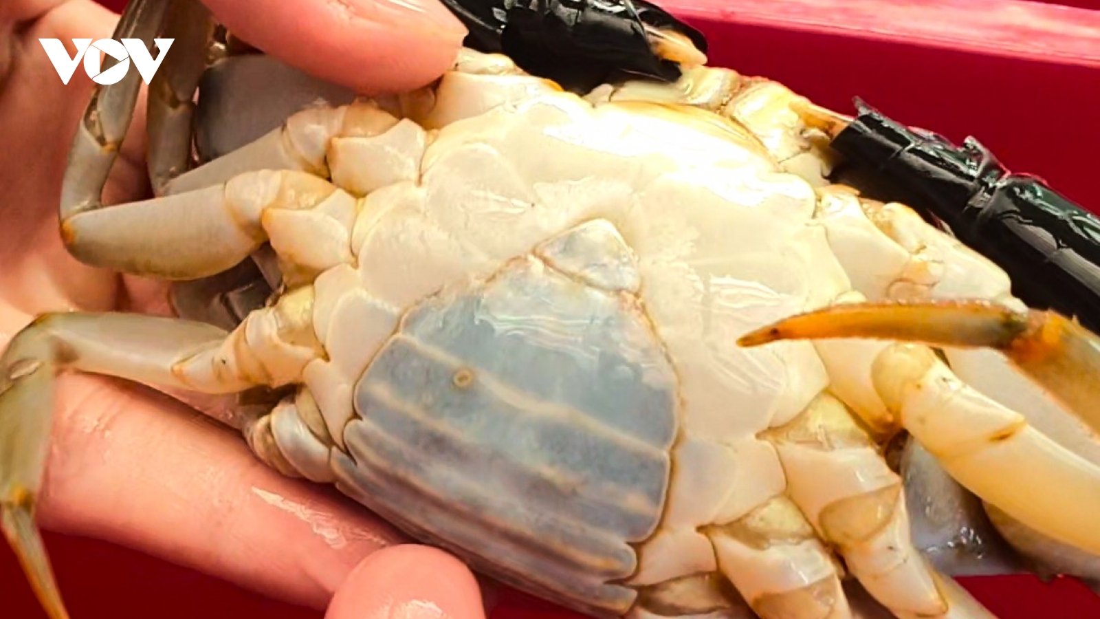 Cà Mau: Trăn trở của “Tiến sĩ nông dân” về nghề nuôi cua