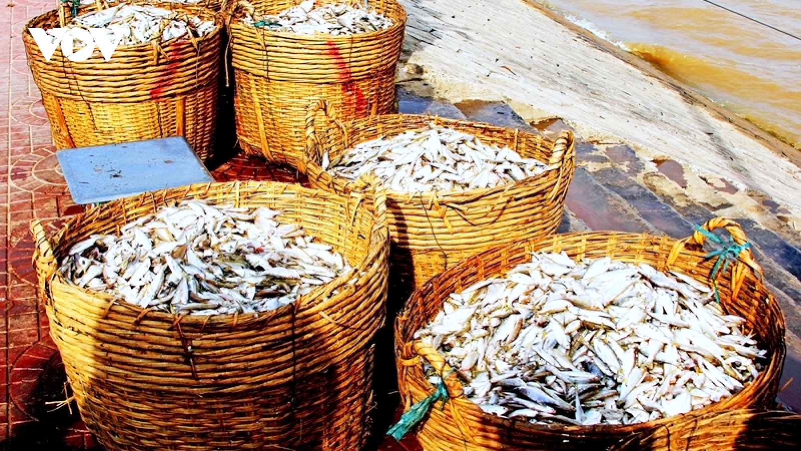 Nước mắm cá linh, hương vị đặc trưng mùa nước nổi ở miền Tây