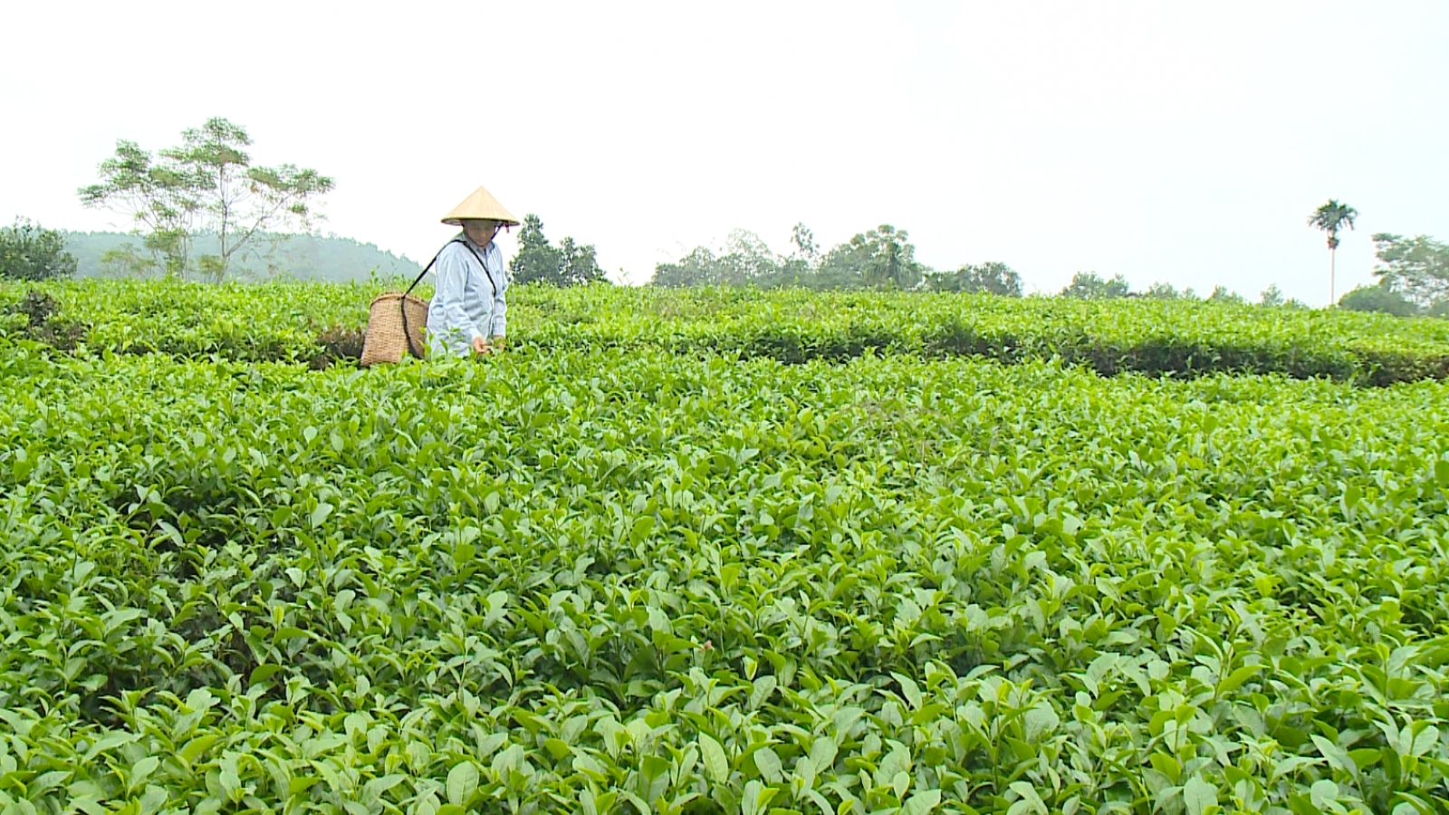 Gỡ rào cản trong nông nghiệp tuần hoàn