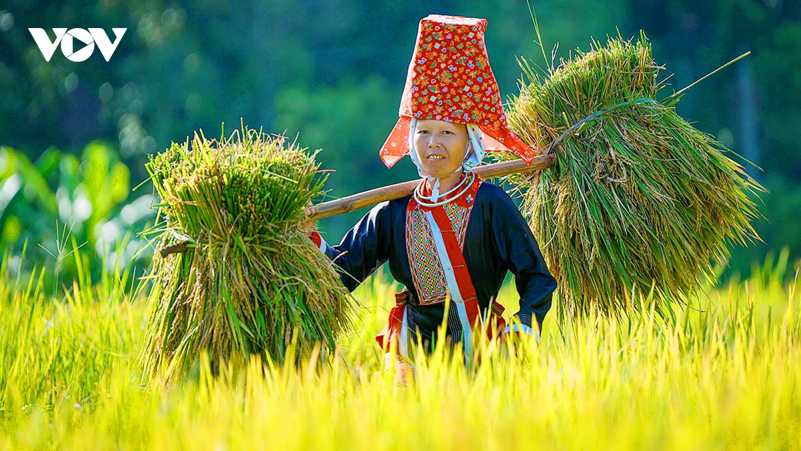 Người Dao ở Bình Liêu: Sắc đỏ giữa mùa vàng