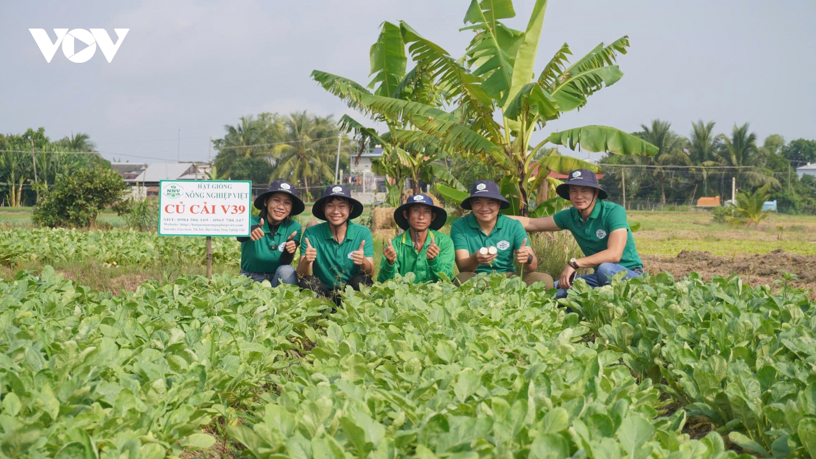 Nông dân Đồng Tháp “vượt khó” trồng rau màu trong mùa mưa lũ