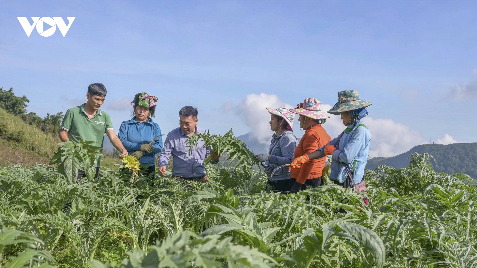 Actiso Sa Pa: "Trái ngọt" từ mô hình liên kết bền vững