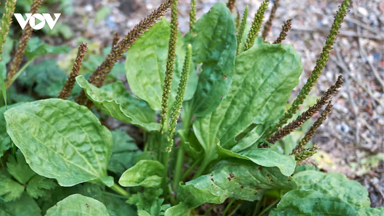 "Cây thuốc quý" không trồng cũng mọc tua tủa khắp vườn, ít người biết tận dụng