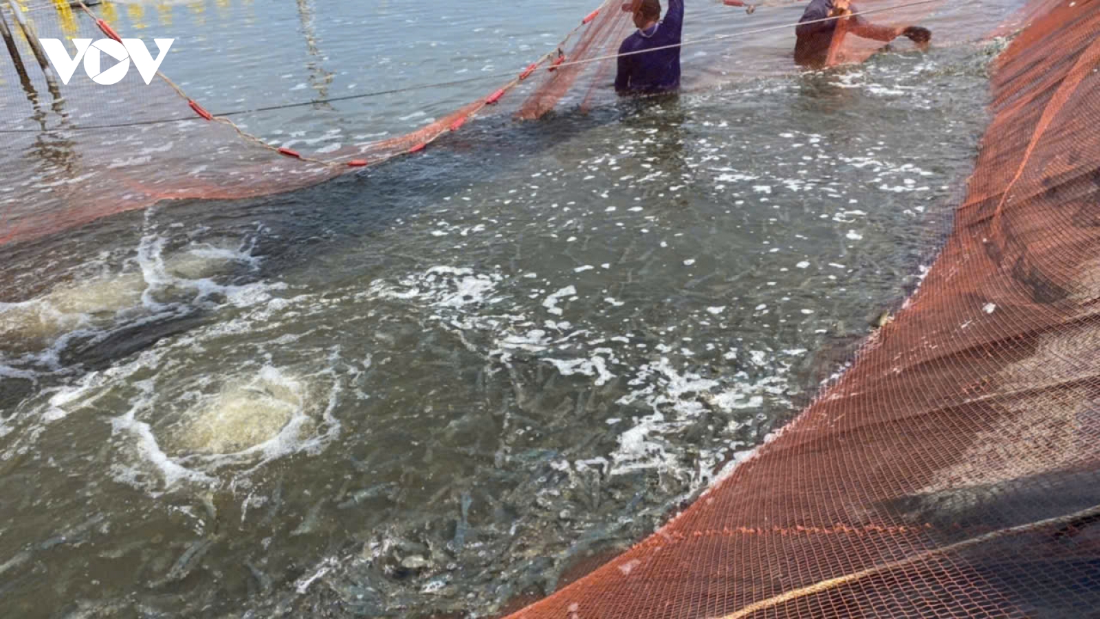 Giá tôm thẻ ở Đồng Tháp cao nhất trong 5 năm qua, hiếm hàng