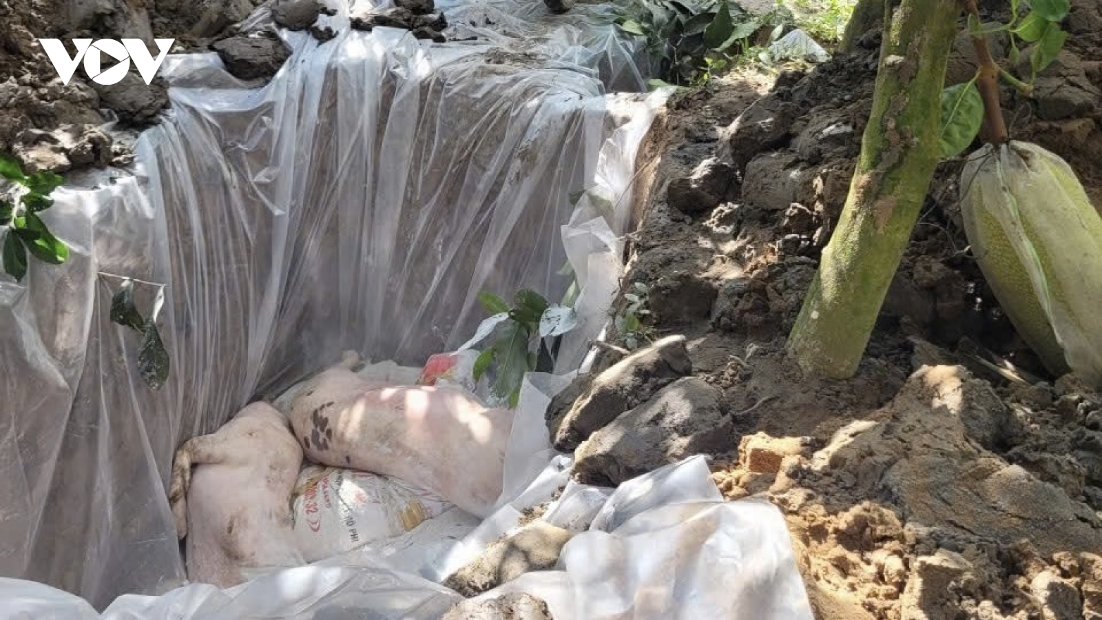 Vĩnh Long ứng phó khẩn cấp trước dịch tả heo Châu Phi bùng phát trên diện rộng