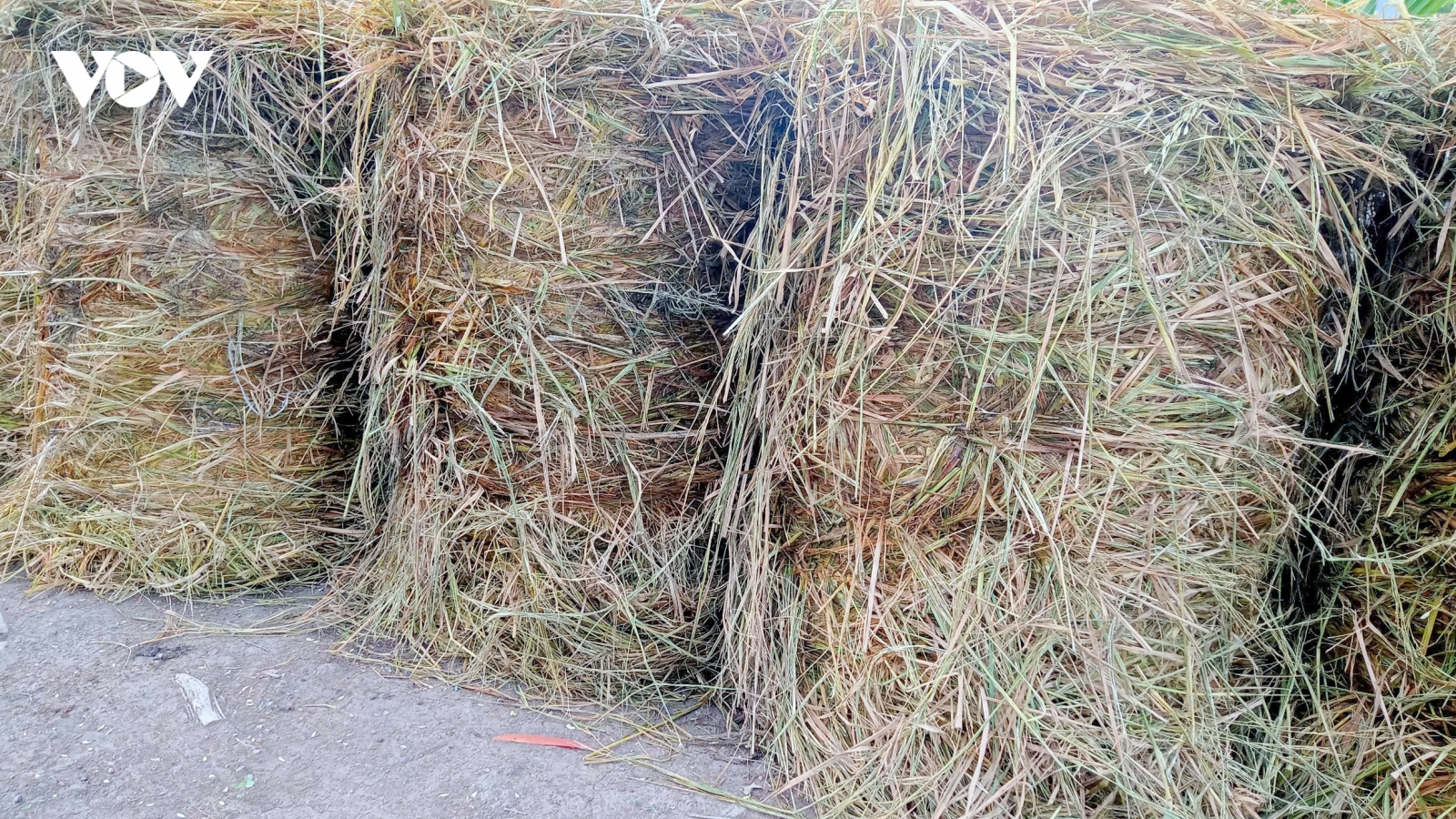 Nông nghiệp tuần hoàn bắt đầu lan tỏa từ những cánh đồng ở miền Tây