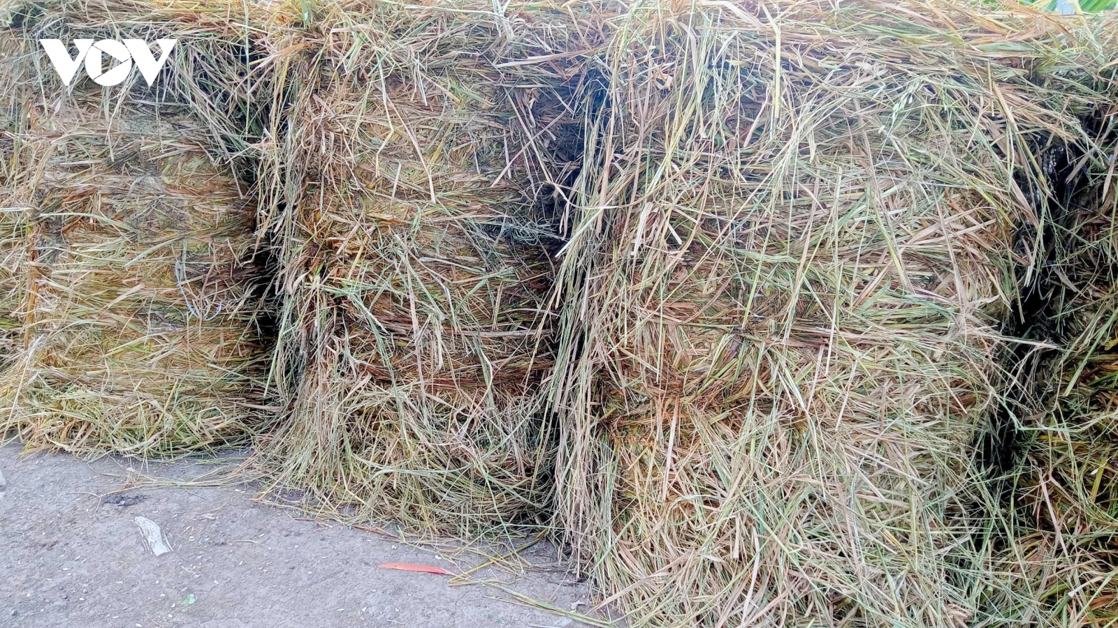 Nông nghiệp tuần hoàn bắt đầu lan tỏa từ những cánh đồng ở miền Tây