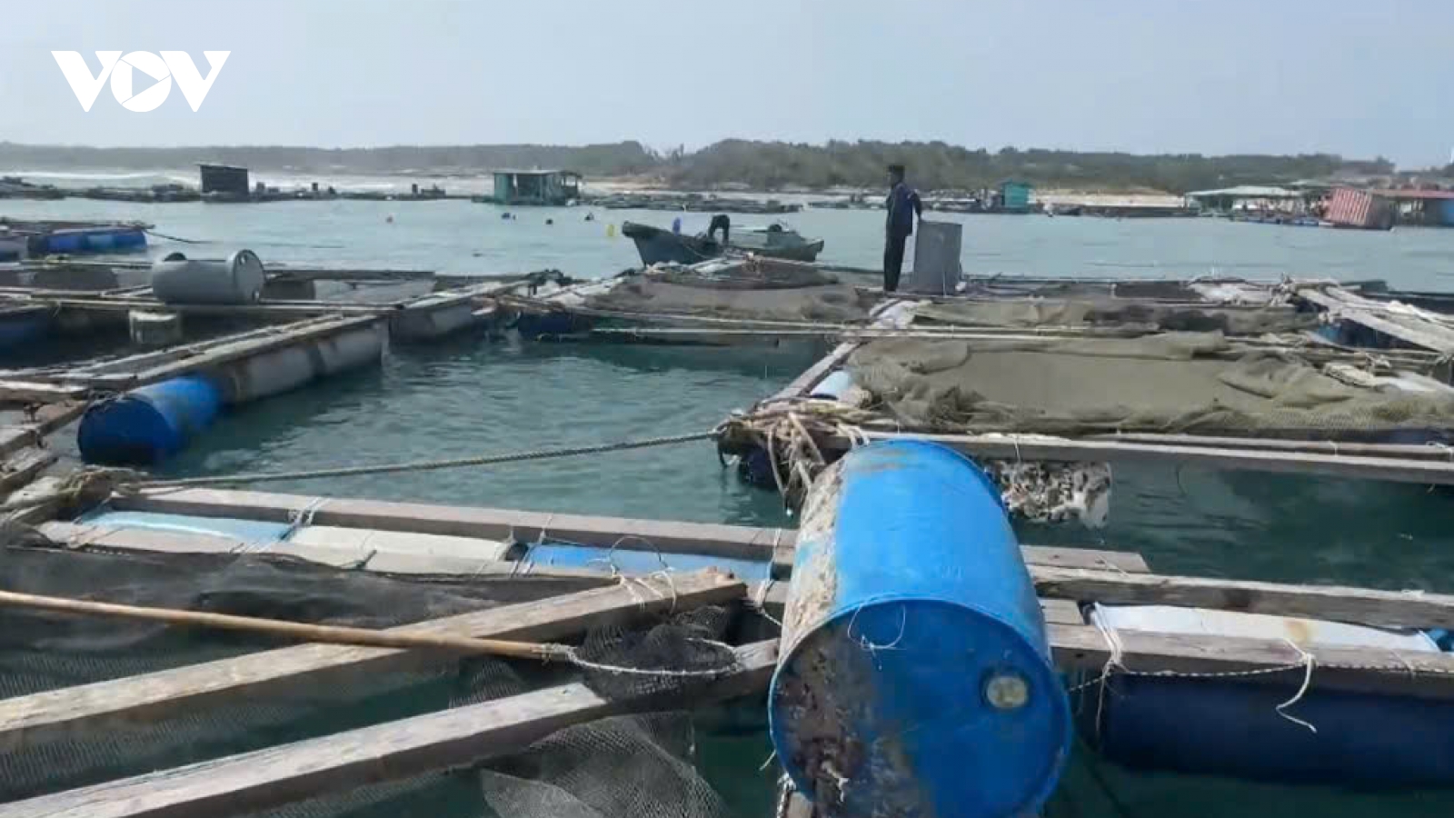 Hàng ngàn con cá nuôi thoát ra biển, ngư dân Phú Quý thiệt hại hàng tỷ đồng