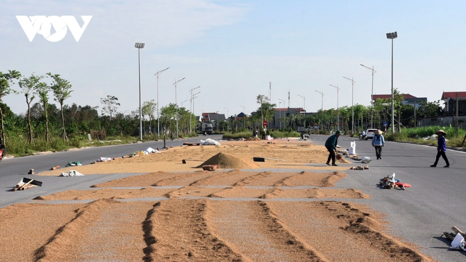 Hành vi phơi thóc lúa trên đường gây cản trở giao thông sẽ bị xử phạt ra sao?