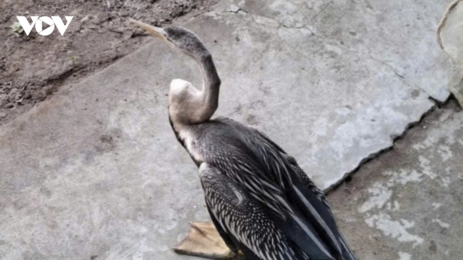 Bàn giao chim quý hiếm cho trại rắn Đồng Tâm nuôi dưỡng