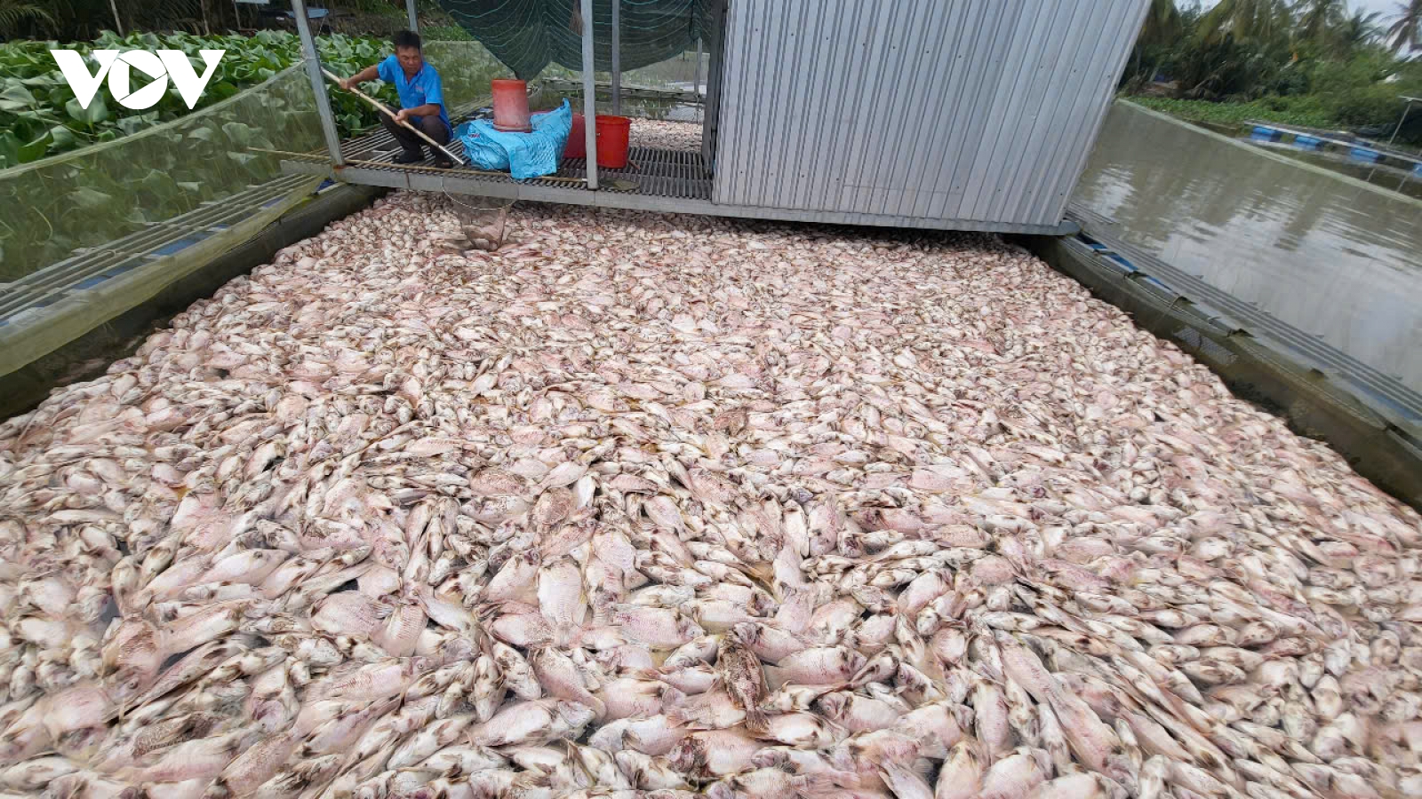 Sau vụ cá chết hàng loạt ở Cần Thơ, người nuôi chần chừ không dám tái thả