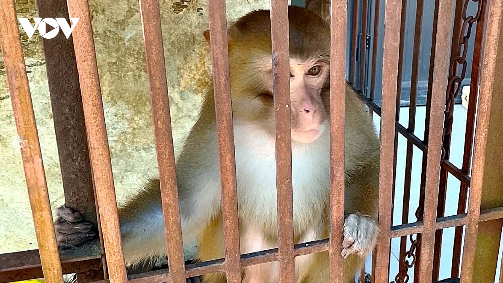 Khỉ vàng quý hiếm đi lạc vào nhà dân