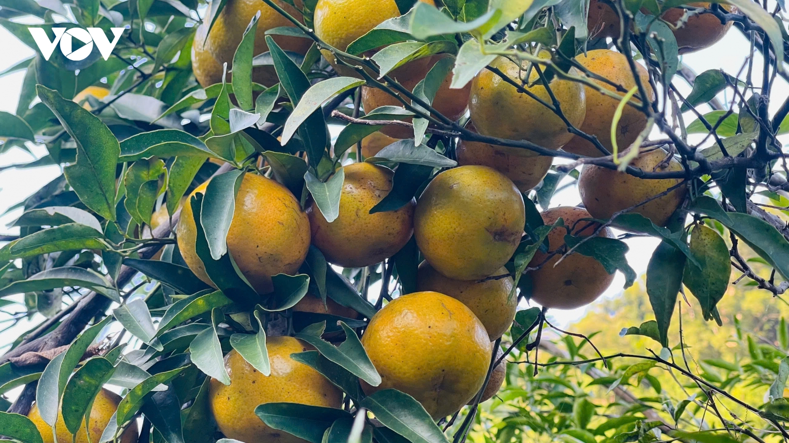 Mùa vàng ở vựa quýt Bạch Thông, Thái Nguyên