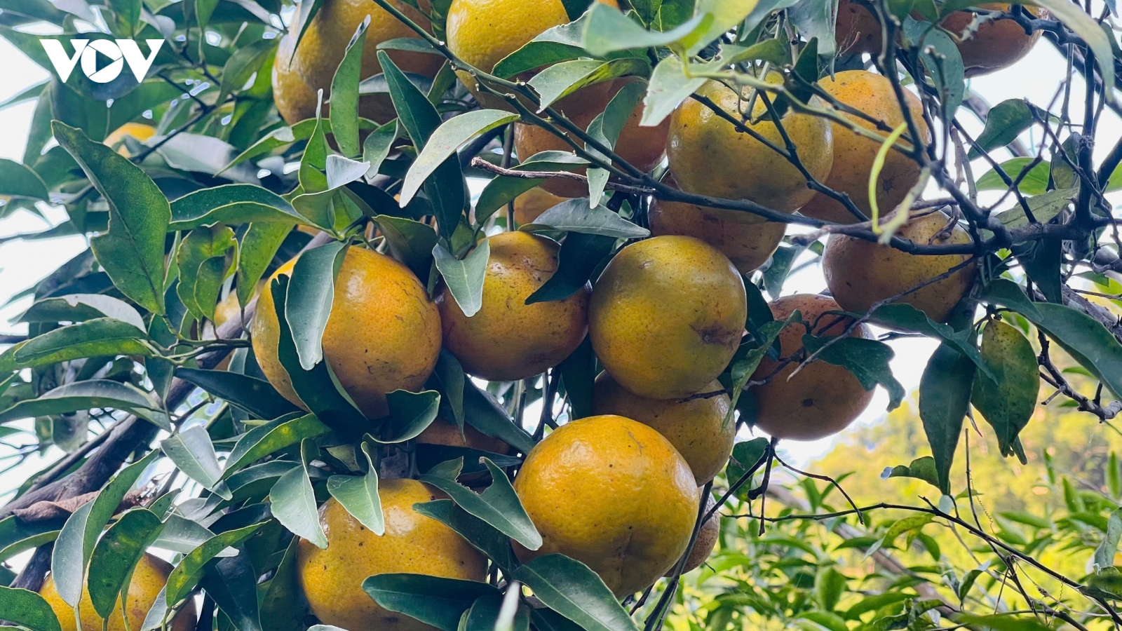 Mùa vàng ở vựa quýt Bạch Thông, Thái Nguyên
