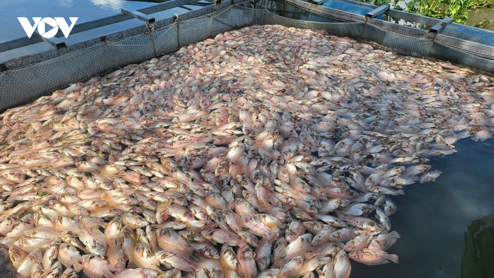 Cần Thơ thu mẫu để xác định nguyên nhân cá nuôi trong lồng bè chết hàng loạt