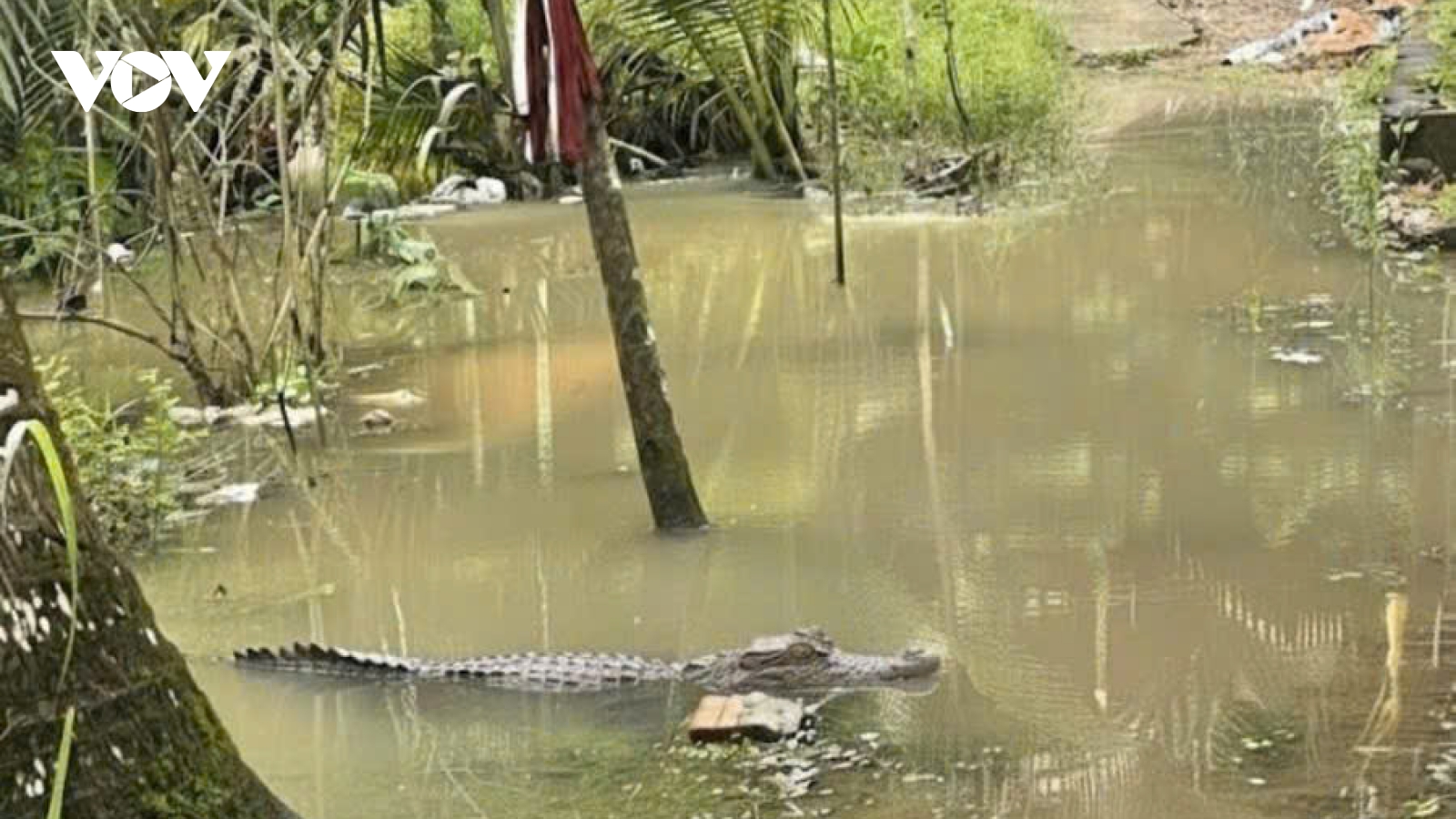 Xác minh thông tin cá sấu xuất hiện trong vườn ngập nước ở Cần Thơ