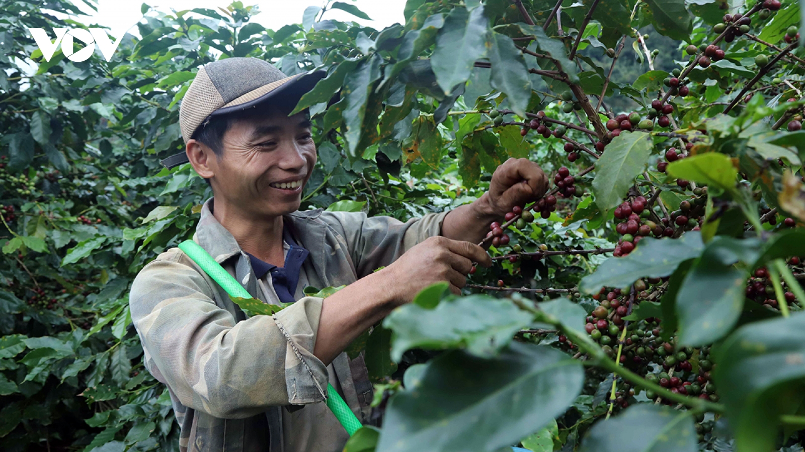 Giá cà phê ngày 6/12: Thị trường đi ngang, không ghi nhận biến động mới