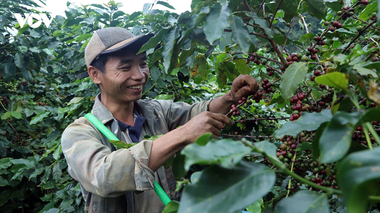Giá cà phê ngày 6/12: Thị trường đi ngang, không ghi nhận biến động mới
