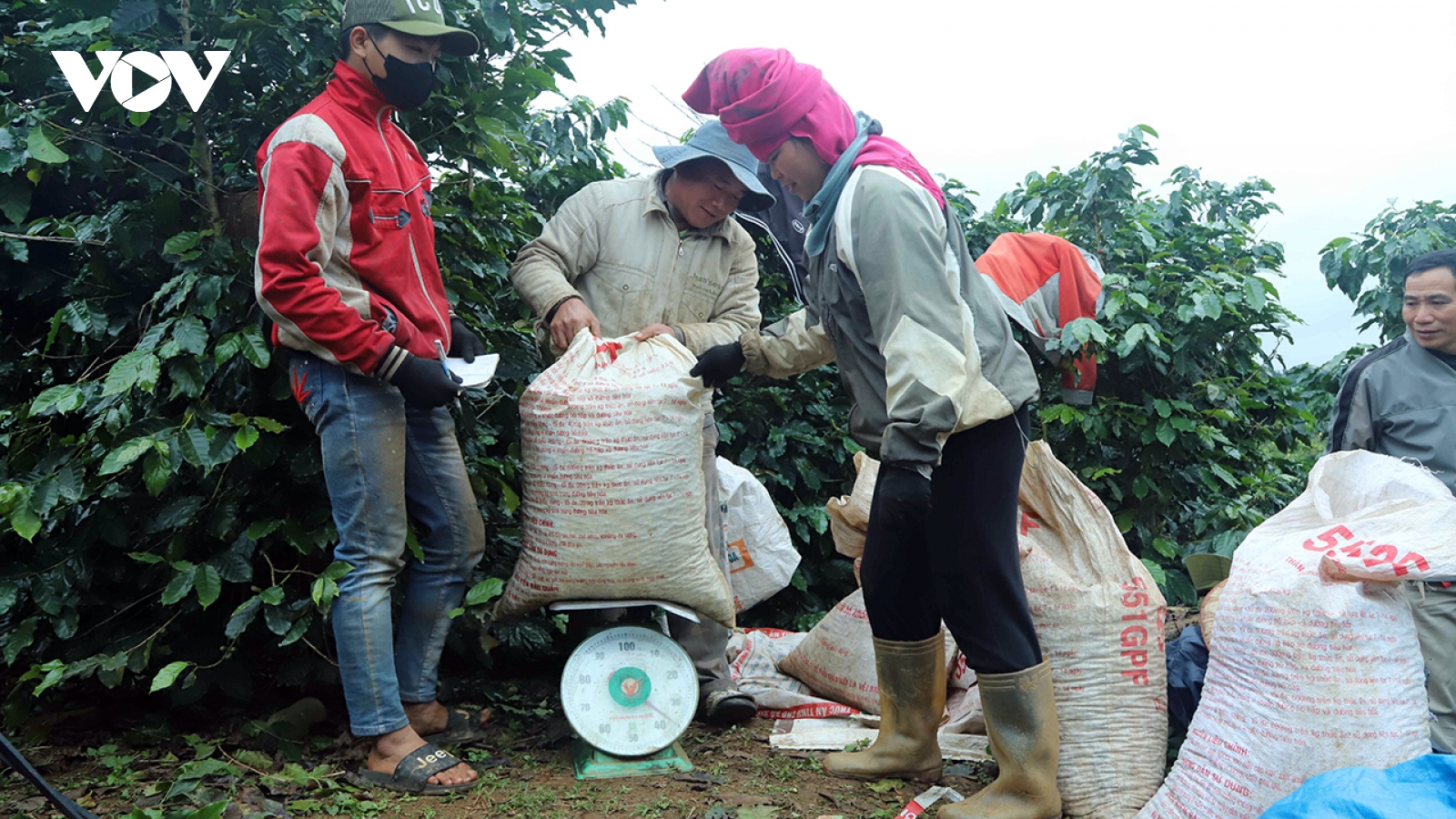 Giá cà phê hôm nay 25/3: Cà phê trong nước giảm tiếp 300 - 500 đồng/kg
