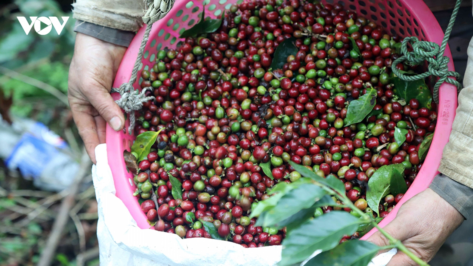 Giá cà phê hôm nay 11/4: Giá cà phê trong nước tăng 200 đồng/kg
