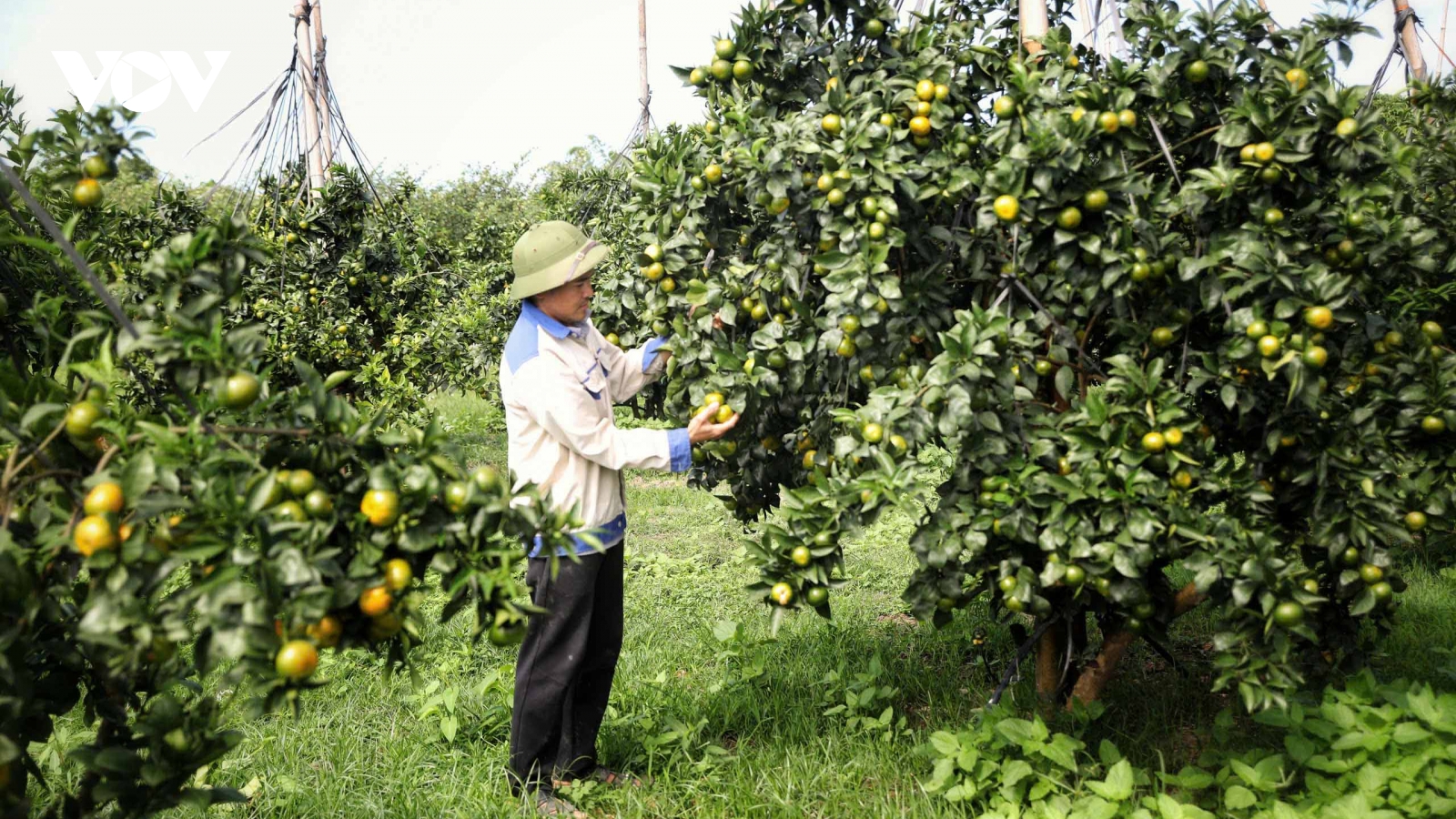 Bắc Ninh xây dựng thương hiệu bền vững cho sản phẩm cây có múi