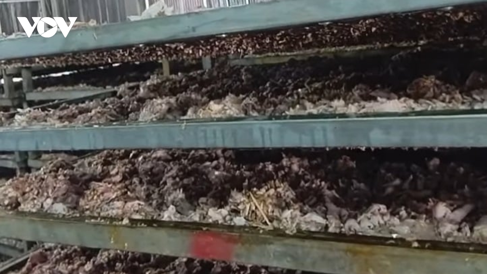 Chân gà bốc mùi hôi thối ở Hoàng Vân làm phân bón, chính quyền Bắc Ninh nói gì?