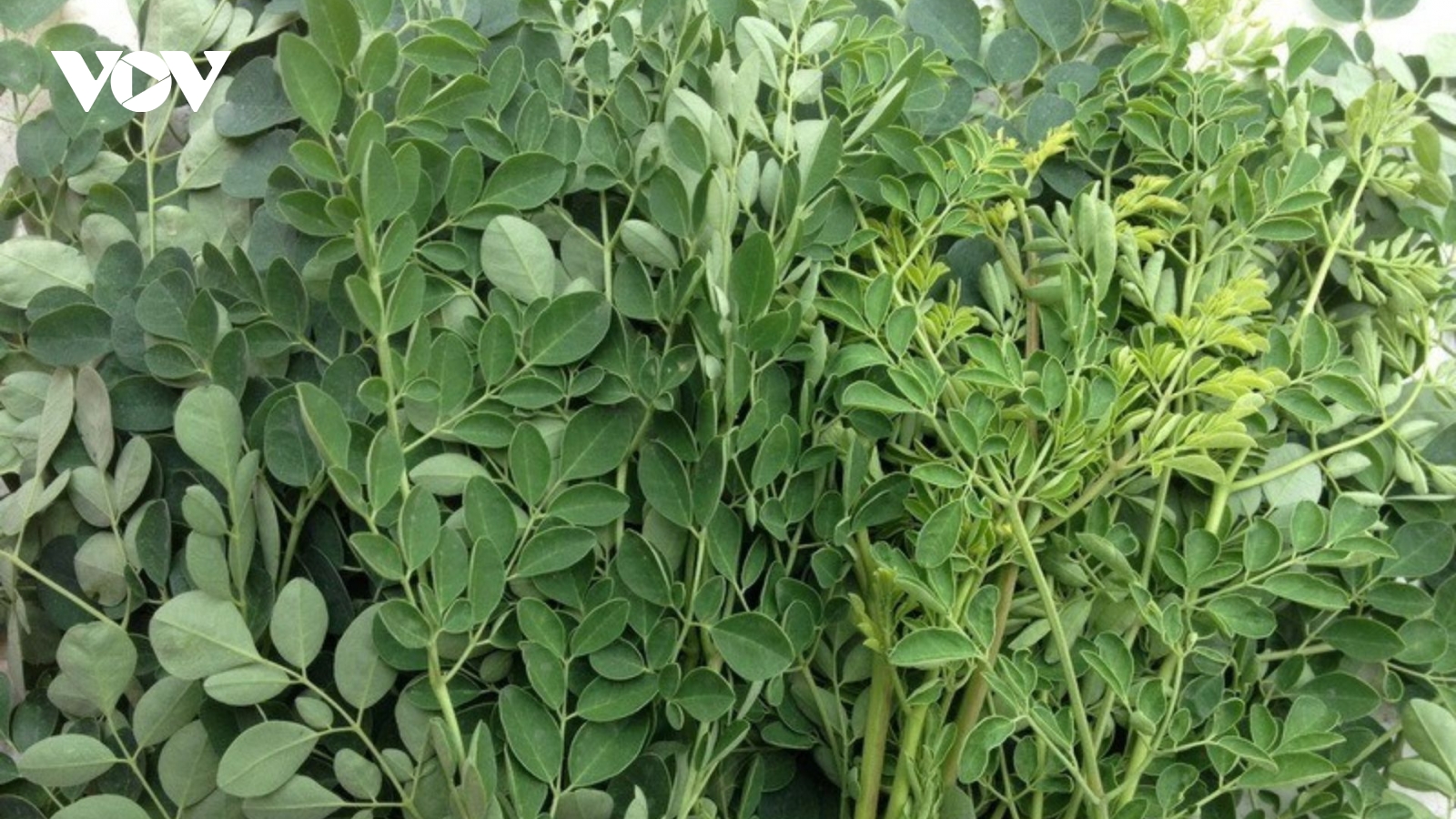 Thảo dược thế giới ví như "vàng xanh", bổ ngang nhân sâm lại cực sẵn ở Việt Nam