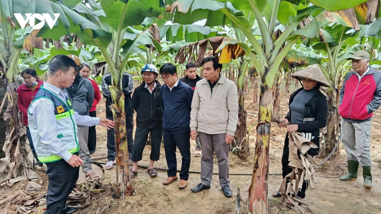 Giúp nông dân Huế khắc phục thiệt hại, khôi phục sản xuất sau mưa lũ