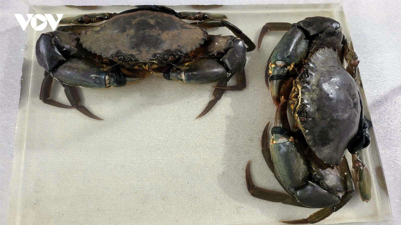 Nghiên cứu sản xuất cua giống chất lượng cao, thích ứng với biến đổi khí hậu