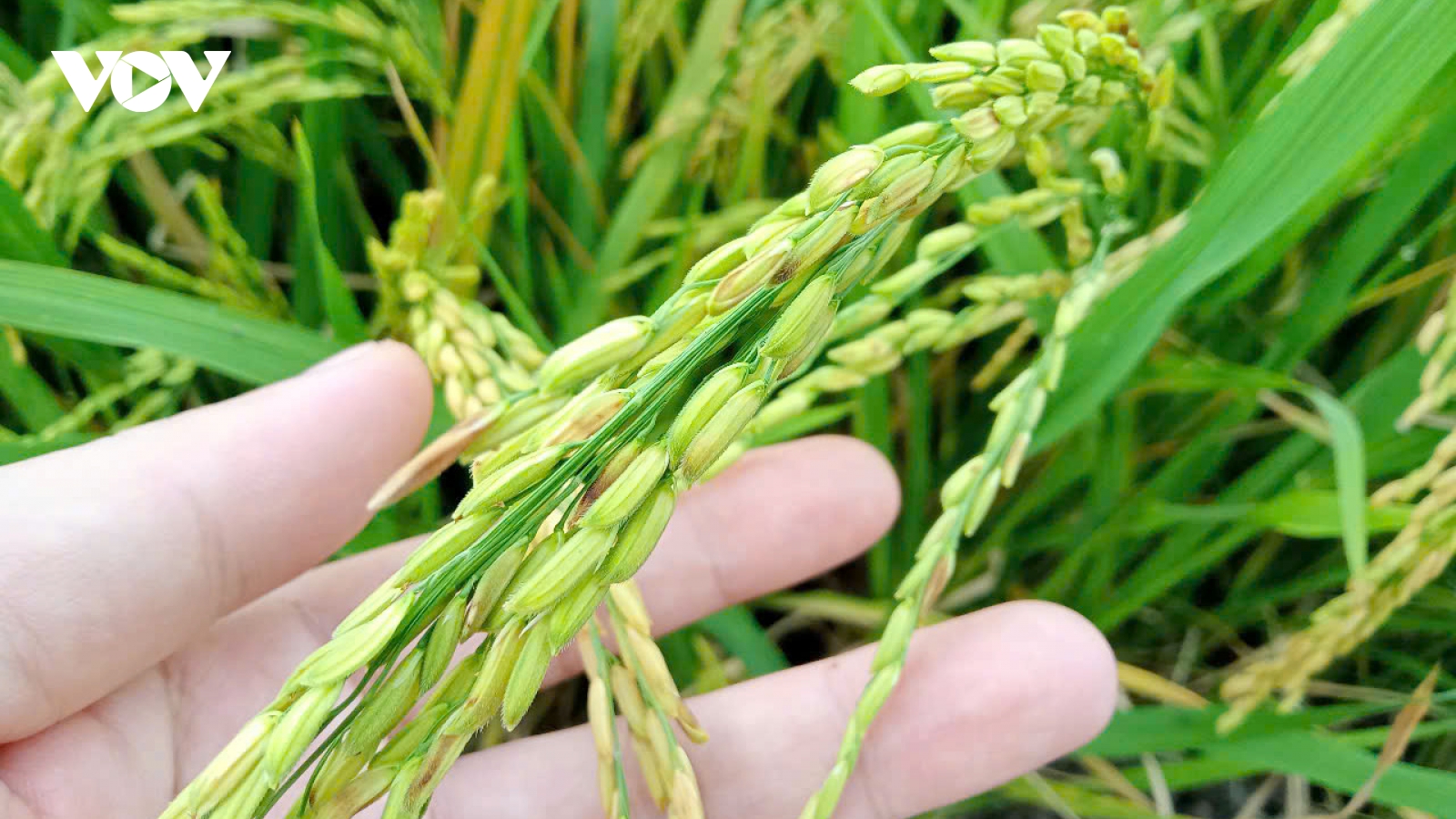 Hướng tới NetZero, nông nghiệp ĐBSCL đang chuyển mình để thích ứng