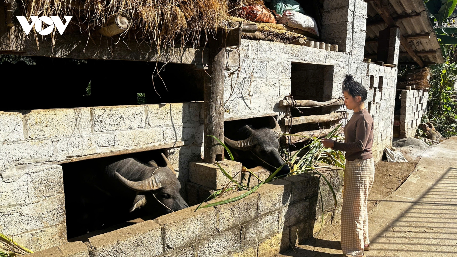 Cao Bằng chủ động phòng chống đói, rét cho đàn gia súc