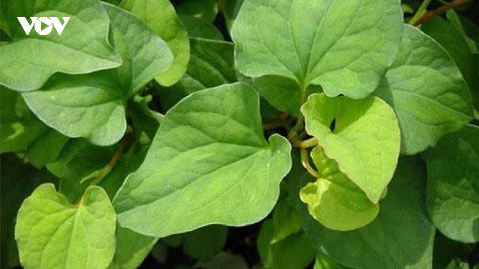 Bí quyết làm đẹp da từ những cây thuốc nam quen thuộc