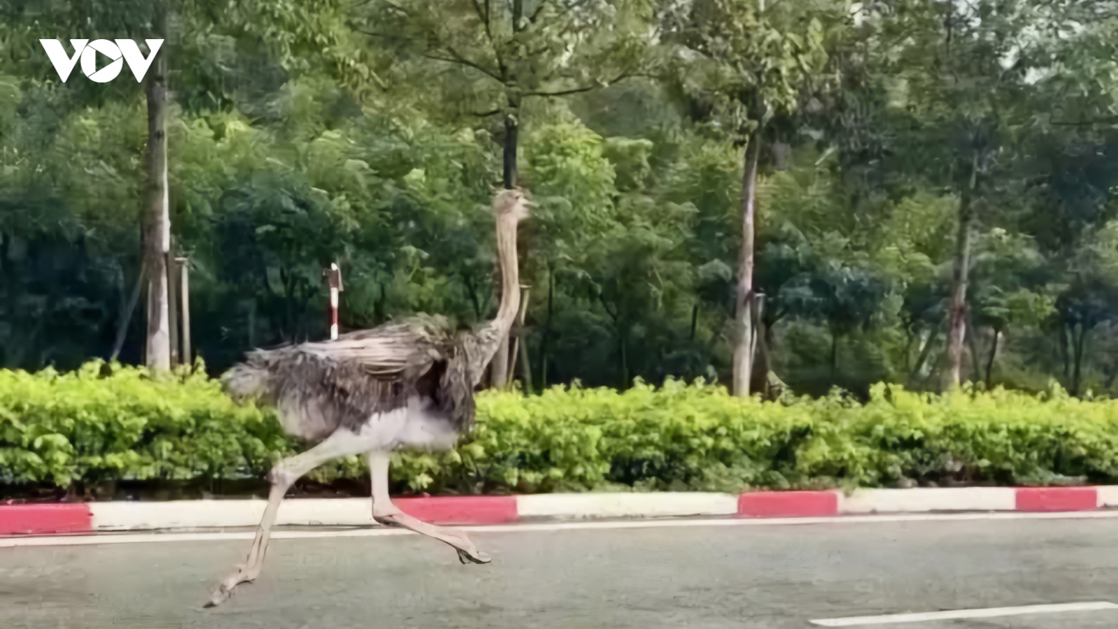 Đà điểu “đi lạc” ở TP.HCM đã chết, địa phương tiến hành tiêu hủy