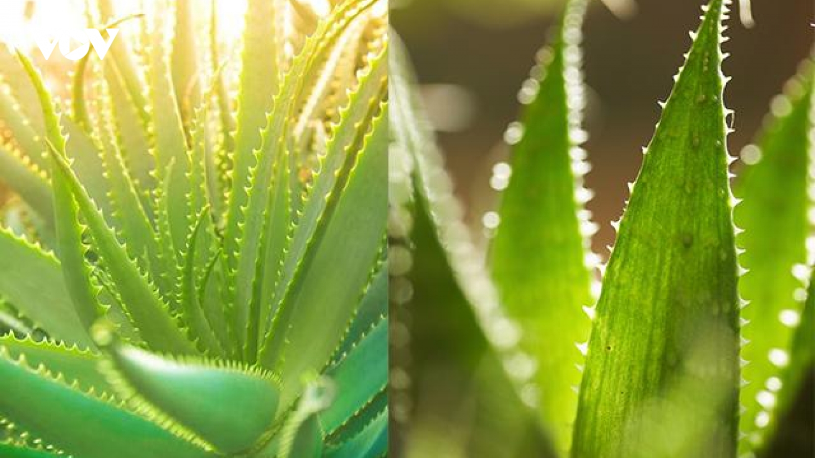 Loại cây có công dụng "thần kỳ" cho sức khỏe, giá rẻ bình dân