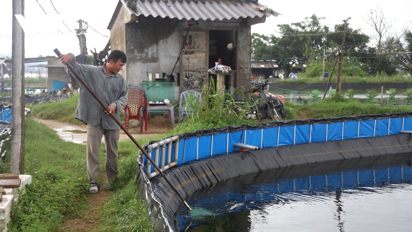 Hỗ trợ các hộ nuôi tôm Quảng Ngãi khôi phục sản xuất