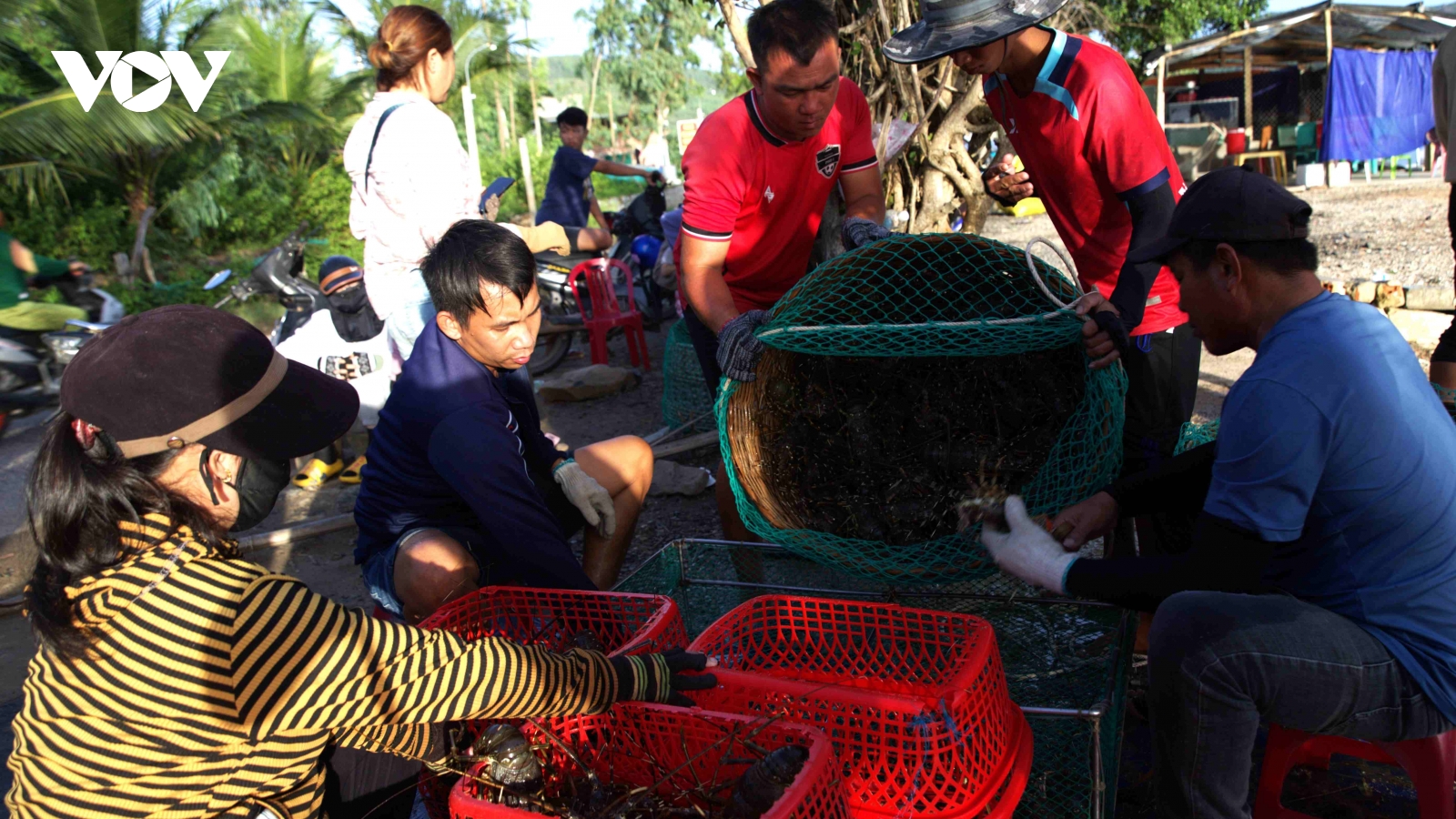 Không có chuyện bán tháo tôm hùm do bão số 13