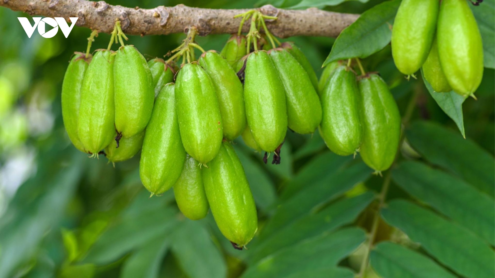 Loại quả được coi là chua nhất Việt Nam, ăn vào "cực bổ" lại ít người biết đến