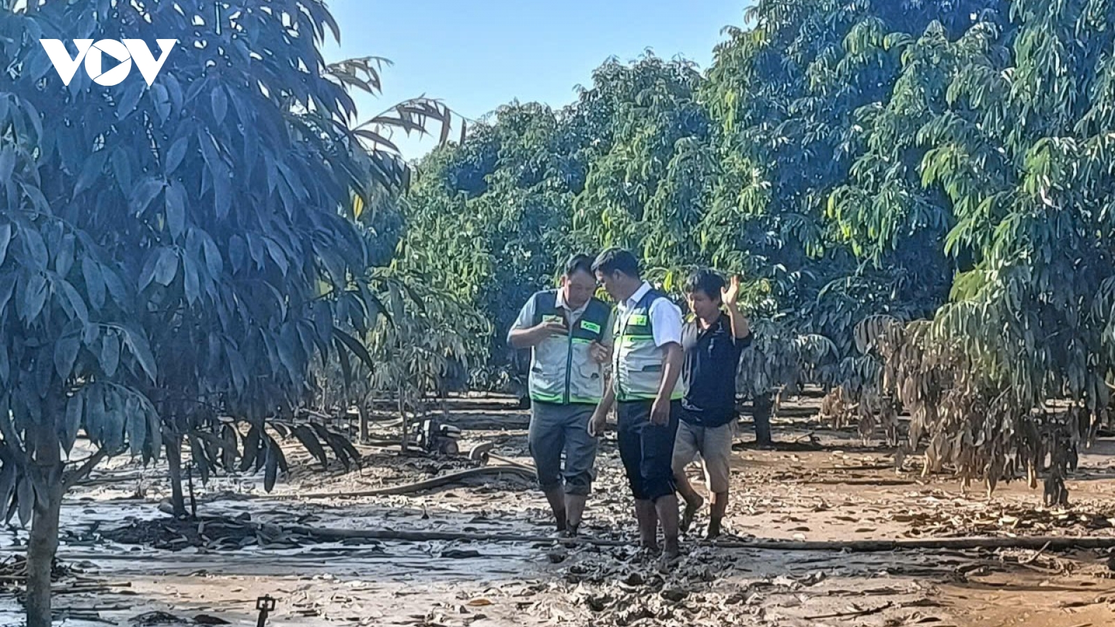 Lâm Đồng giúp nông dân cứu vườn sầu riêng sau mưa lũ ngập úng