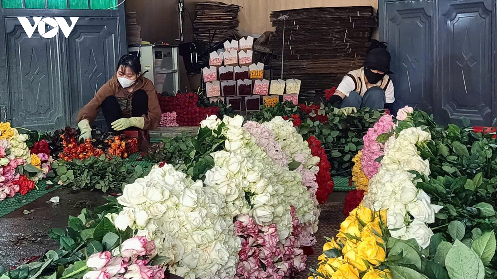 Từ vùng lúa bắp, người K’ho gây dựng “thủ phủ hoa hồng” Tây Nguyên