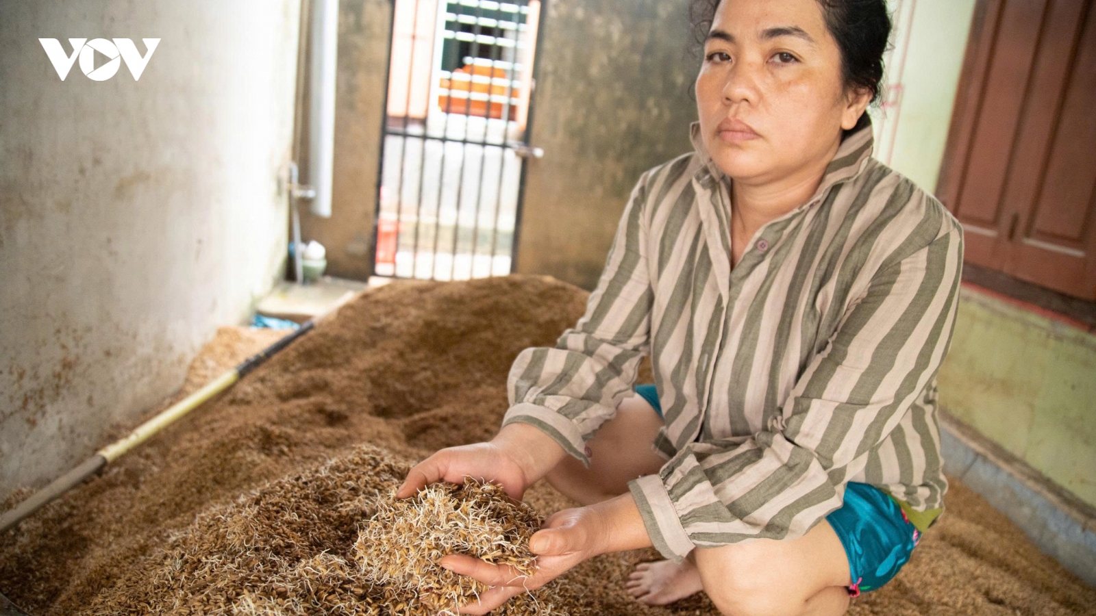 Xót xa lúa, gạo ở Phú Yên mọc mầm, mốc meo sau trận lũ lịch sử