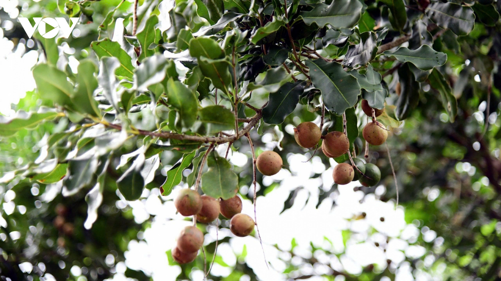 Cây mắc ca Lâm Đồng: Dư địa lớn để phát triển quy mô bền vững