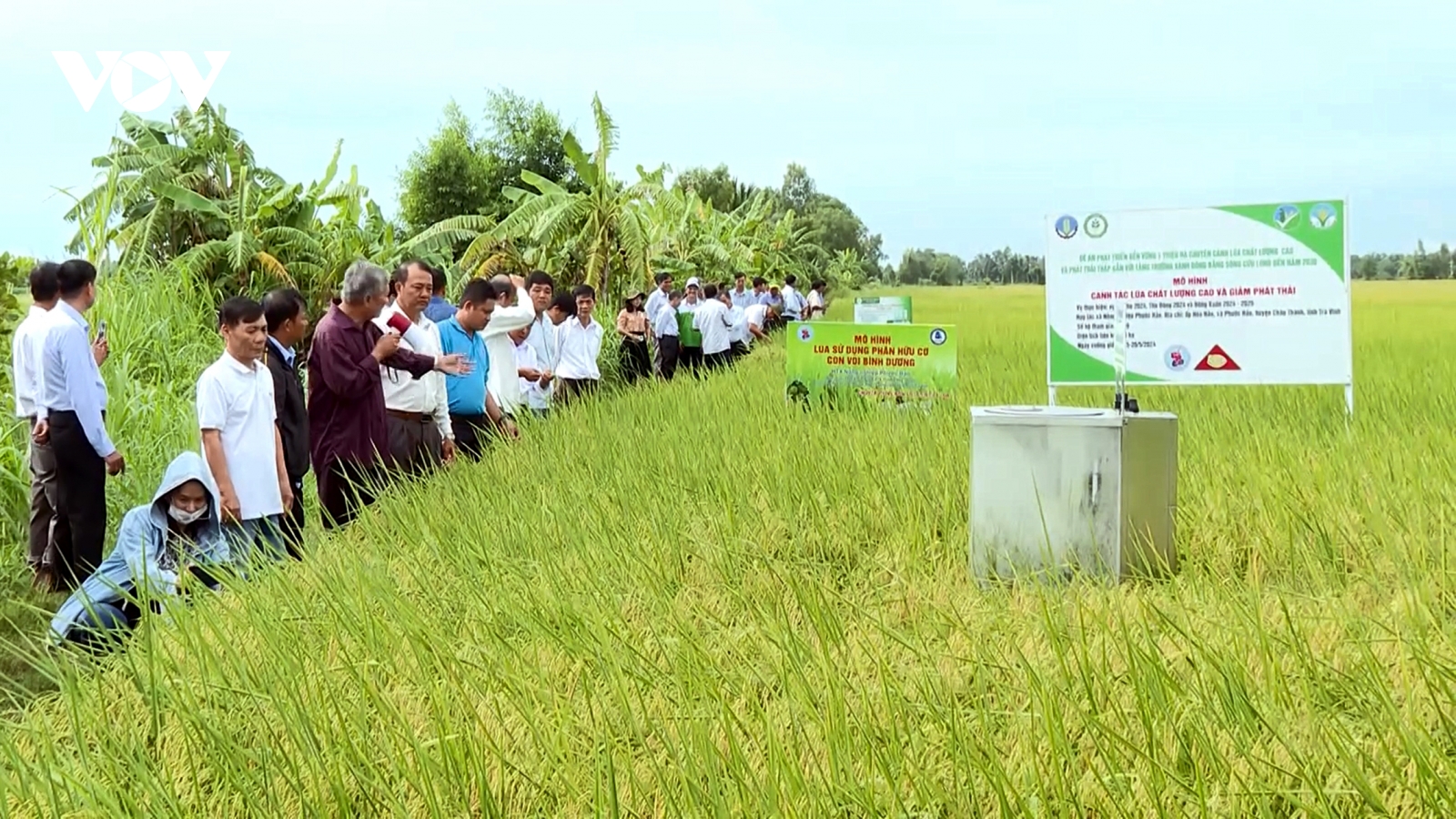 Vĩnh Long lên kế hoạch mở rộng diện tích trồng lúa chất lượng cao lên 8.000 ha