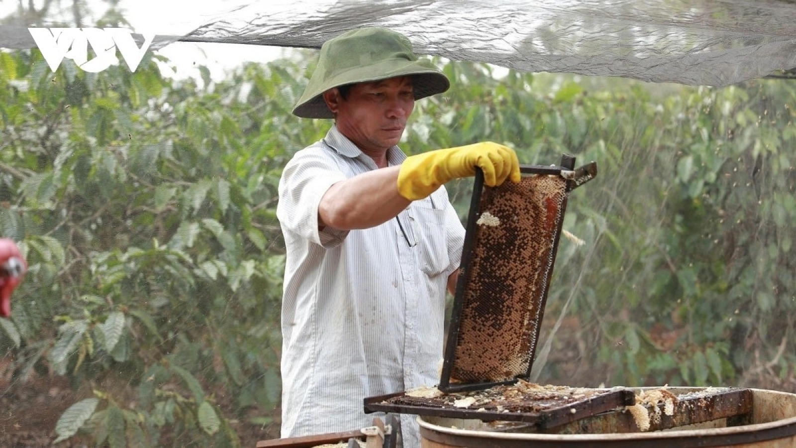 Hoa Kỳ giảm mạnh thuế chống bán phá giá với mật ong Việt Nam