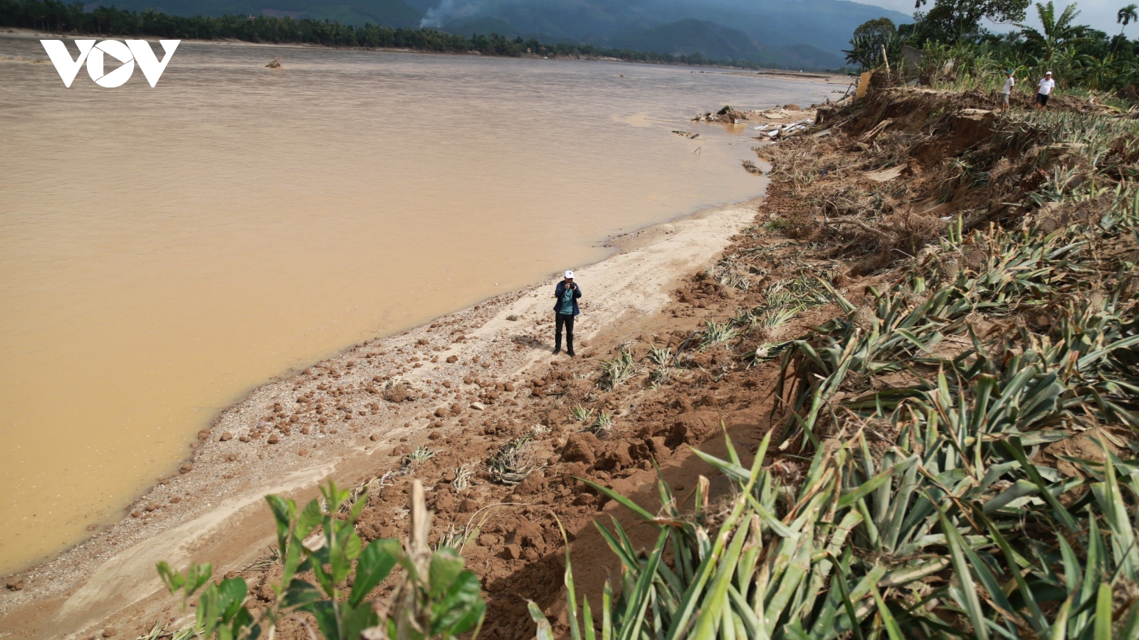 Sớm khôi phục 4.000 ha nông nghiệp thiệt hại do mưa lũ tại Đà Nẵng
