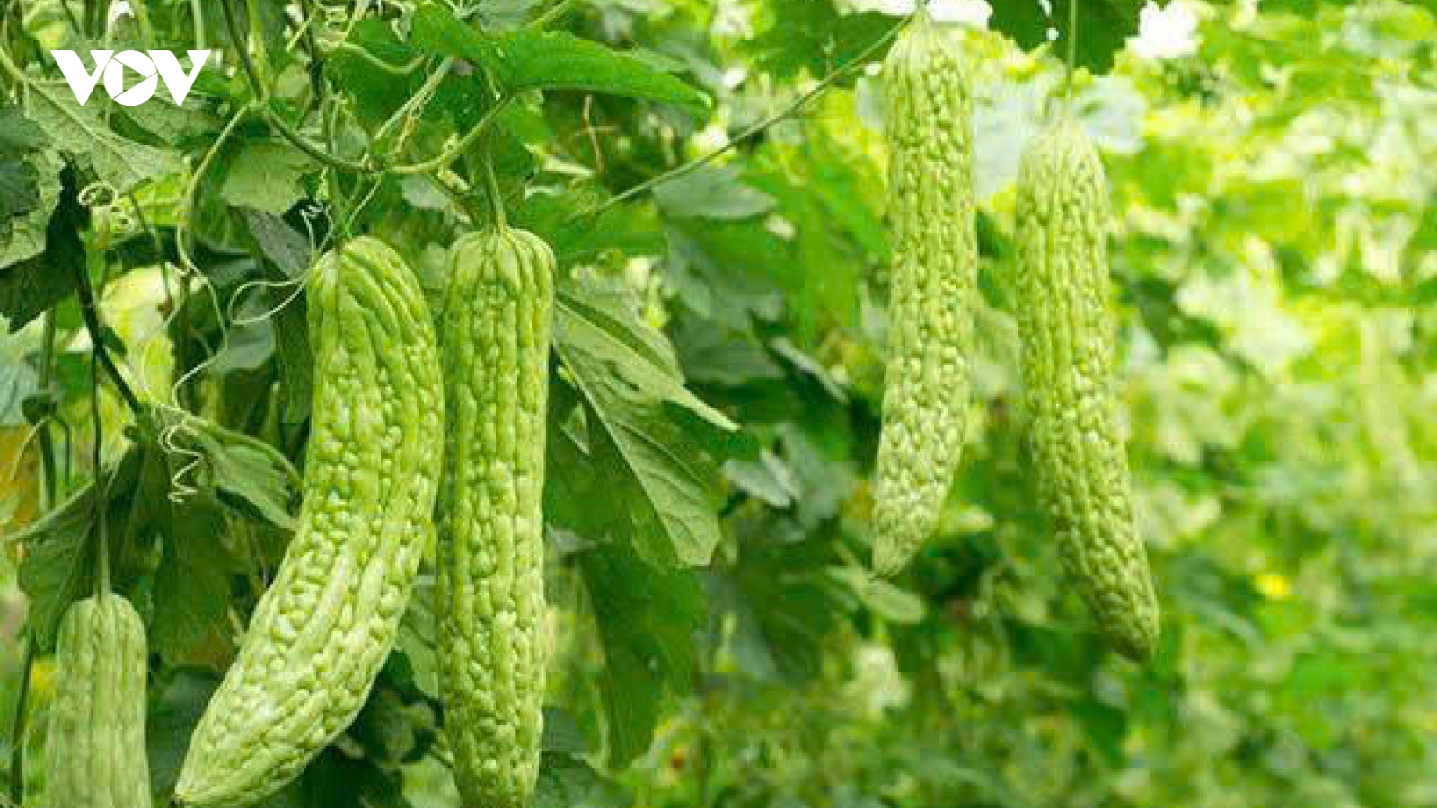 Cây thuốc nam hỗ trợ điều trị tiểu đường: Hiệu quả và lưu ý khi dùng