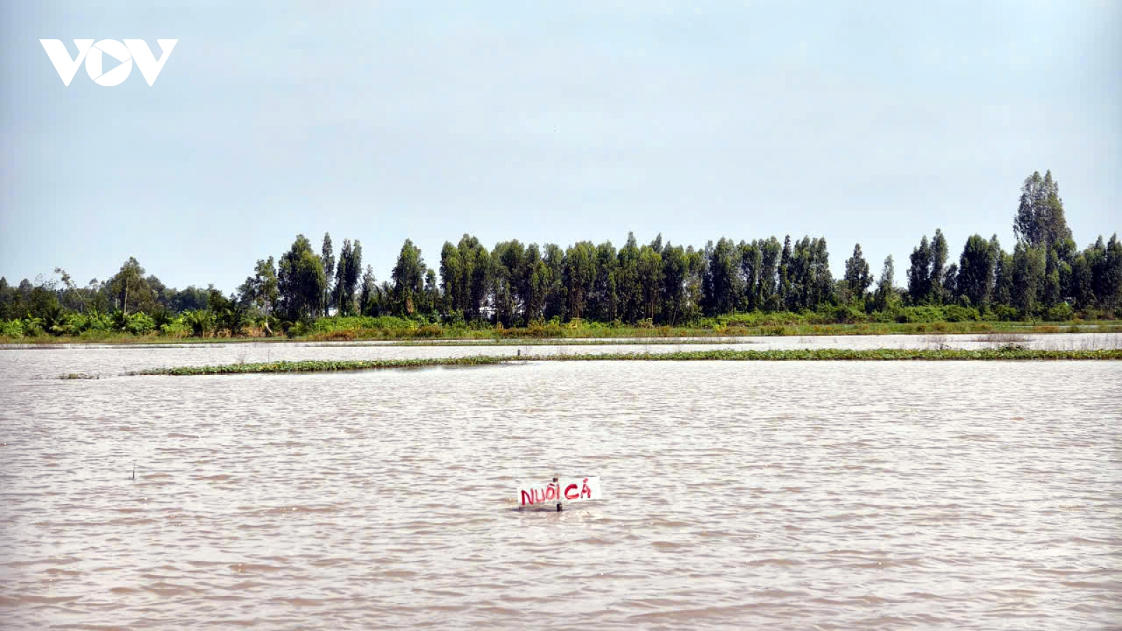 Nước dâng quá cao, nhiều diện tích sản xuất nông nghiệp ở Cần Thơ mất trắng